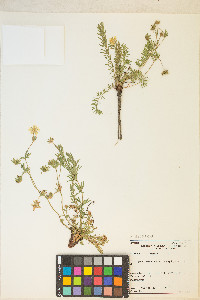 Potentilla millefolia image