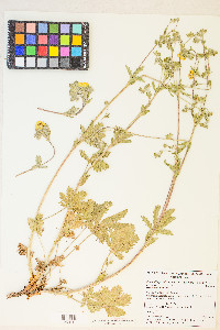 Potentilla gracilis image