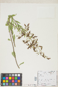 Keckiella breviflora image