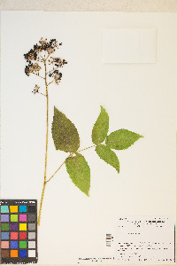 Aralia californica image