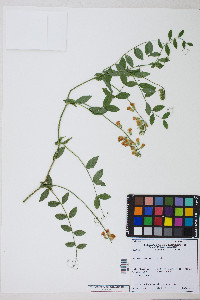 Lathyrus sulphureus image