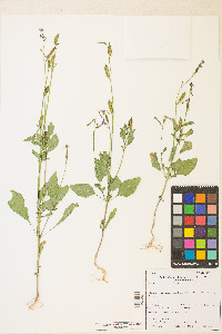 Clarkia stellata image