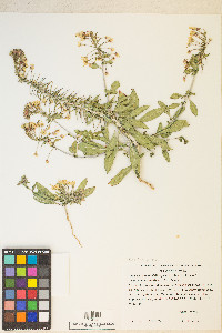 Eremothera boothii var. condensata image