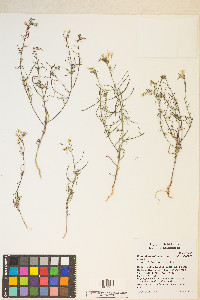 Eremothera refracta image