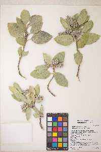 Garrya flavescens image