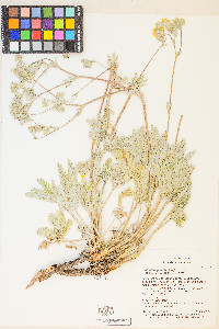 Potentilla pectinisecta image