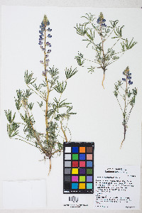 Lupinus sparsiflorus image