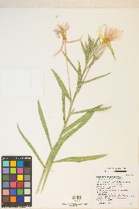 Oenothera longissima image