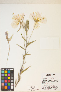 Oenothera longissima image