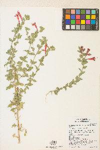 Epilobium canum subsp. garrettii image