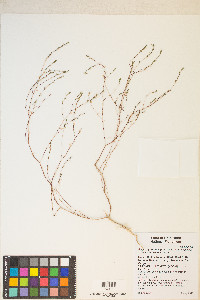 Gayophytum decipiens image