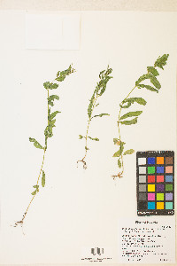 Epilobium ciliatum var. ciliatum image