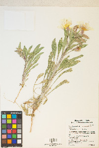 Oenothera deltoides image