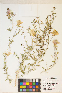 Oenothera pallida subsp. pallida image