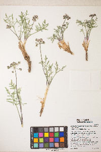 Lomatium nevadense var. parishii image