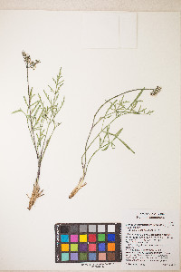 Lomatium nevadense var. parishii image