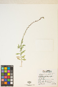 Oenothera curtiflora image