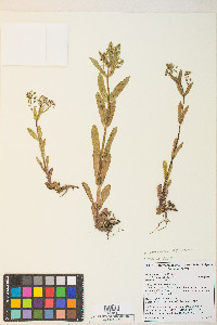 Veronica anagallis-aquatica image