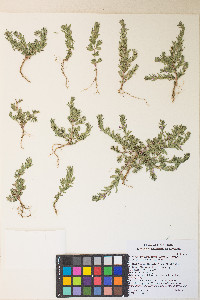 Lythrum tribracteatum image