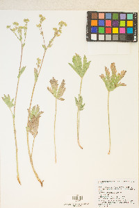 Potentilla gracilis image