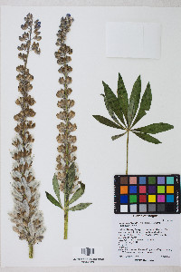 Lupinus latifolius image