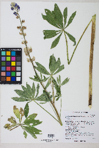 Lupinus polyphyllus image