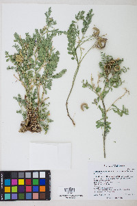 Astragalus iodanthus image