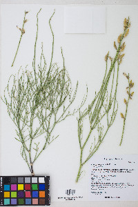 Astragalus toanus image