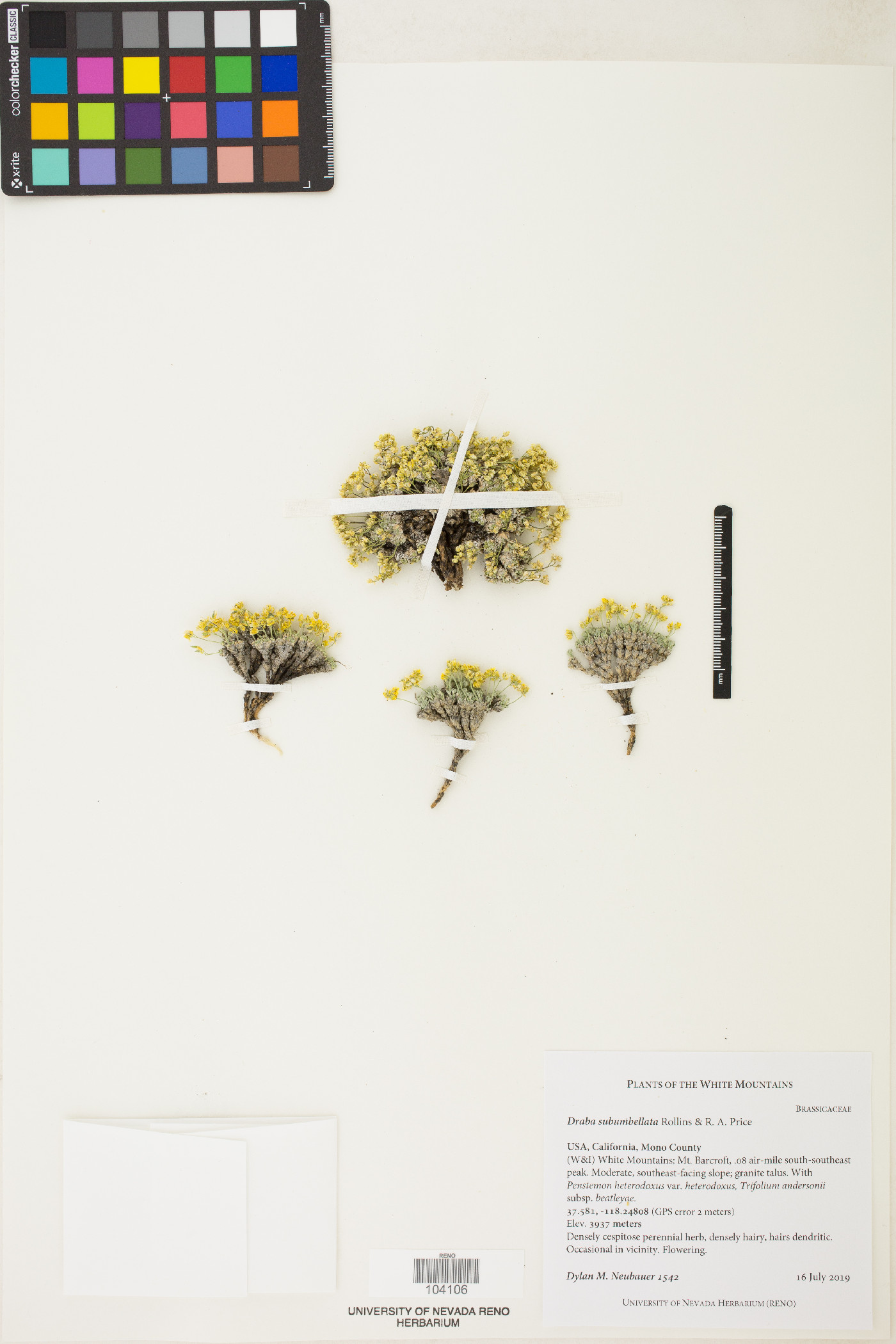 Draba subumbellata image