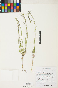 Boechera stricta image