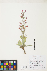 Penstemon patens image