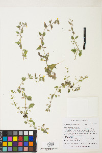 Erythranthe floribunda image