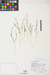 Gayophytum diffusum image