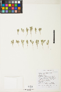 Polygonum polygaloides subsp. kelloggii image