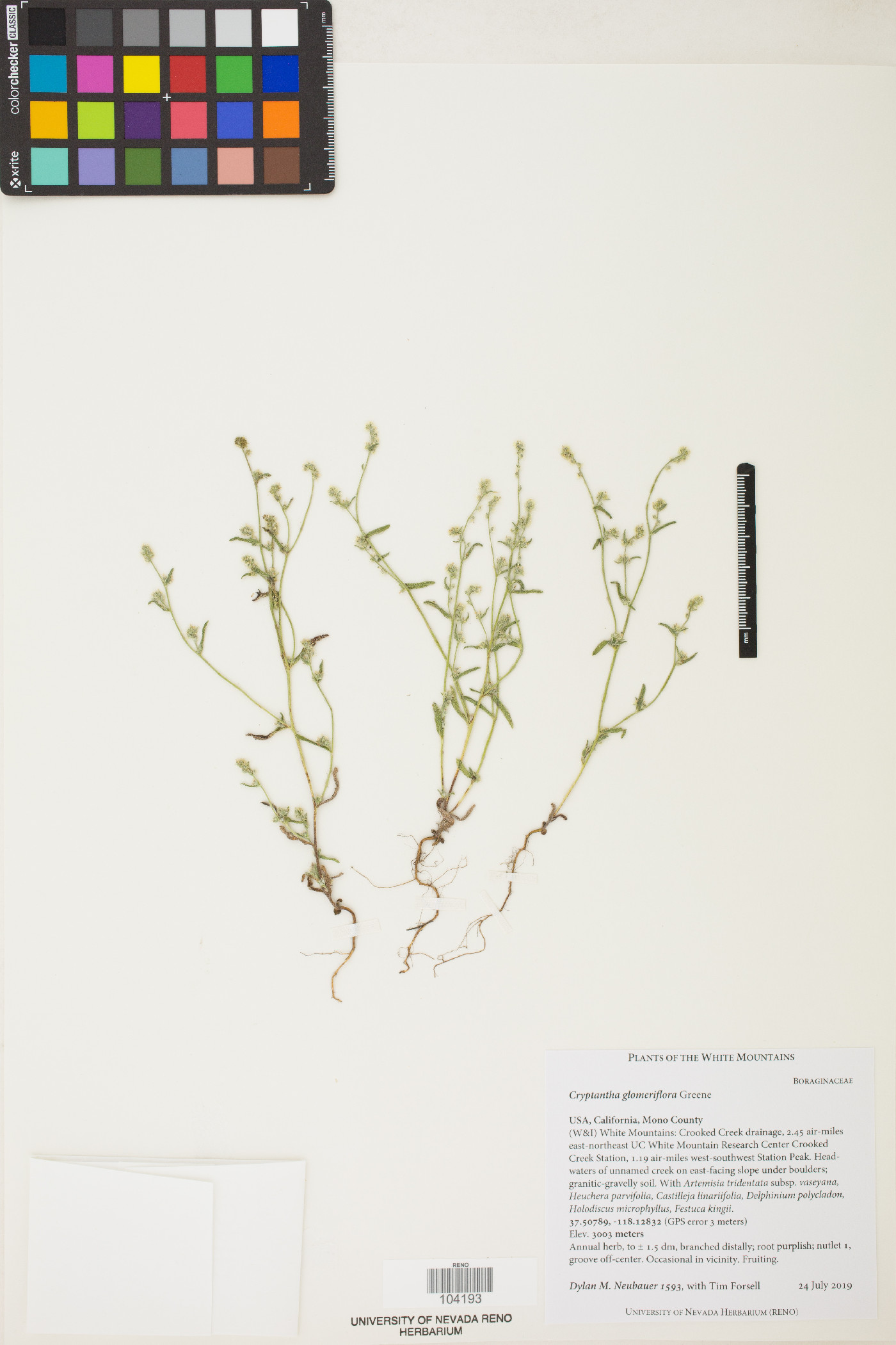 Cryptantha glomeriflora image
