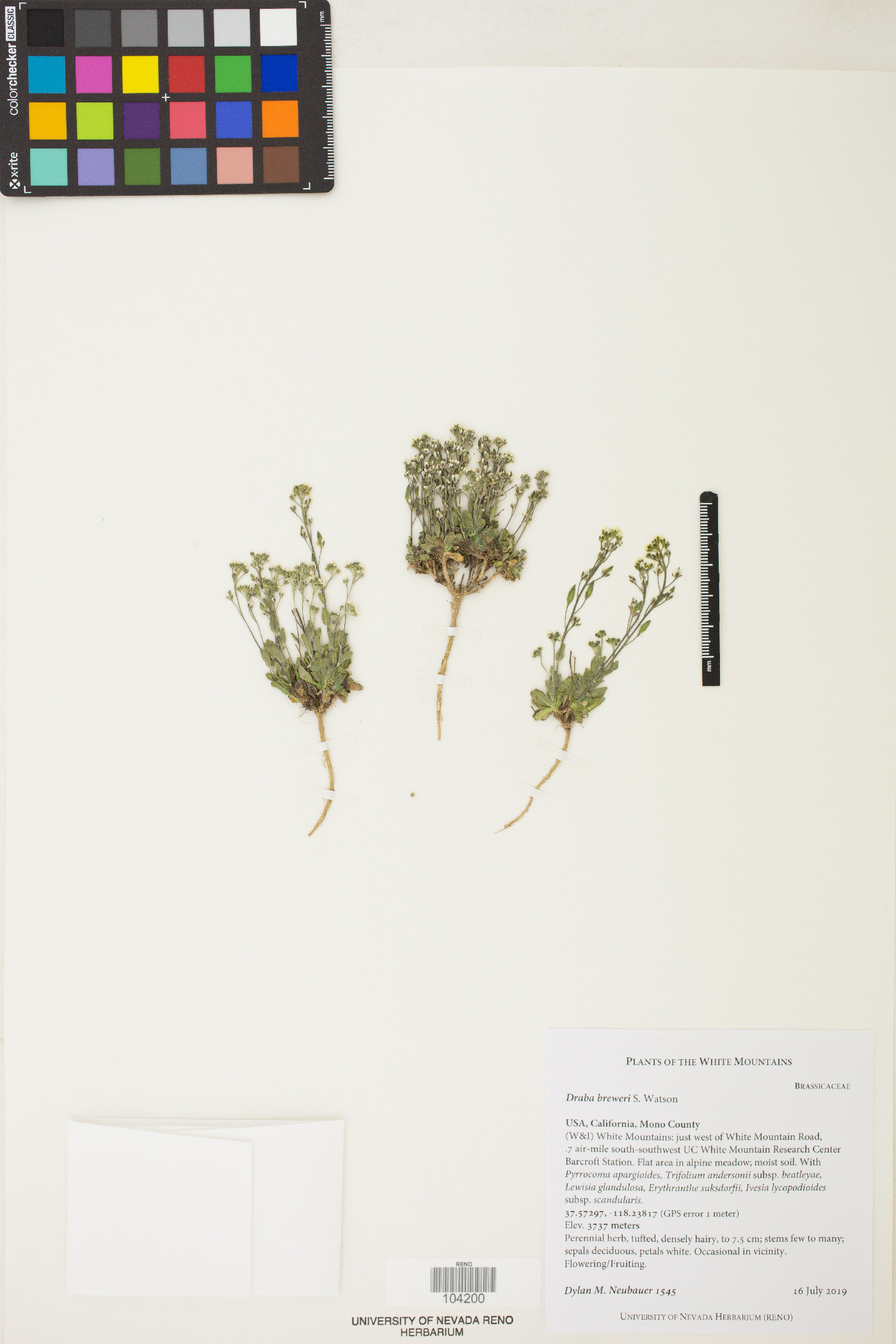 Draba breweri image