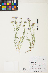 Erigeron breweri image