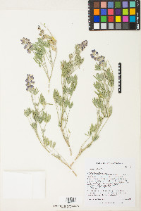 Lupinus caudatus subsp. montigenus image