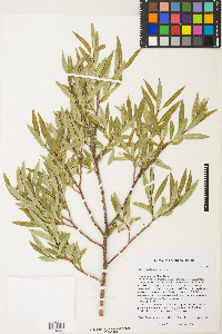 Salix geyeriana image