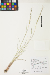 Stipa nevadensis image