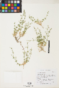 Galium multiflorum image