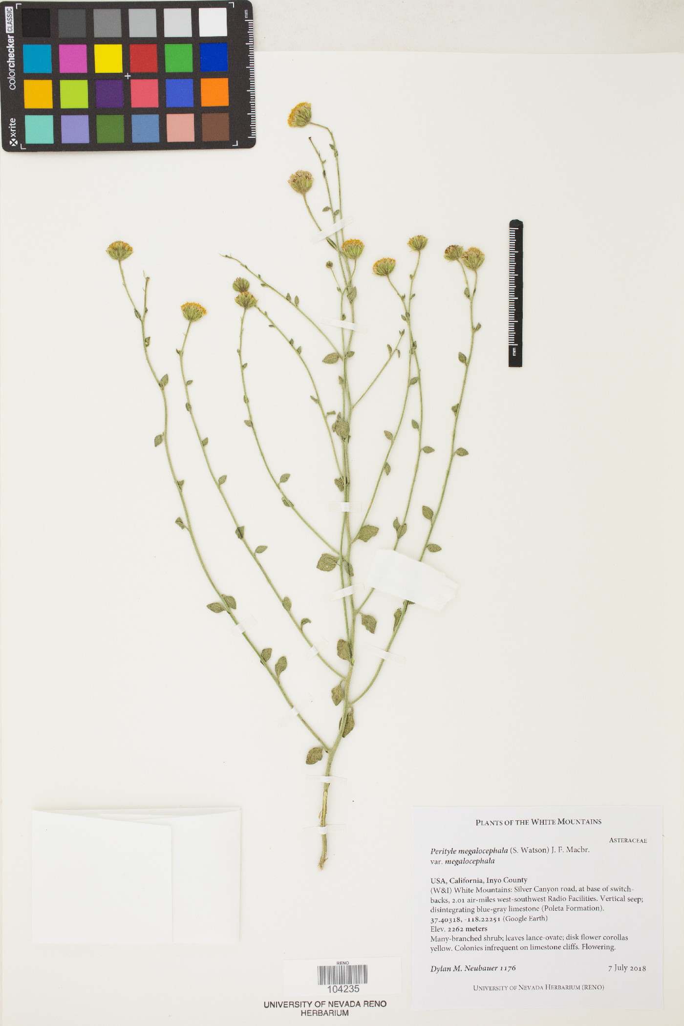 Laphamia megalocephala var. megalocephala image