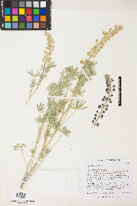 Lupinus caudatus subsp. montigenus image