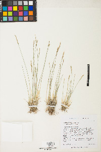 Poa glauca subsp. rupicola image