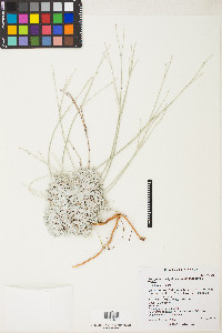 Eriogonum wrightii image