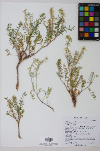 Astragalus bisulcatus var. nevadensis image