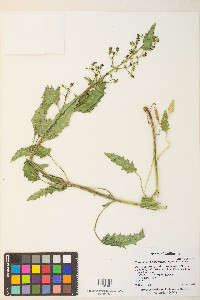 Scrophularia desertorum image