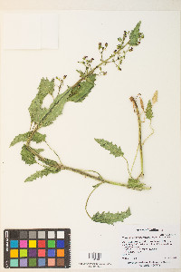 Scrophularia desertorum image