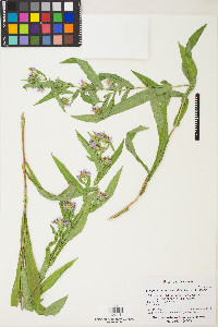 Symphyotrichum eatonii image