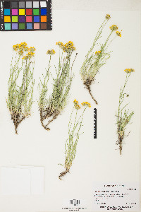 Erigeron linearis image